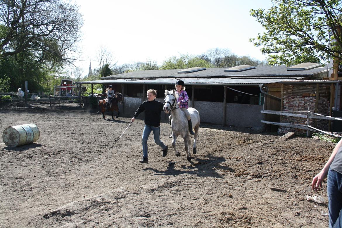 Anden særlig race Preben - Wii galop ;) billede 15