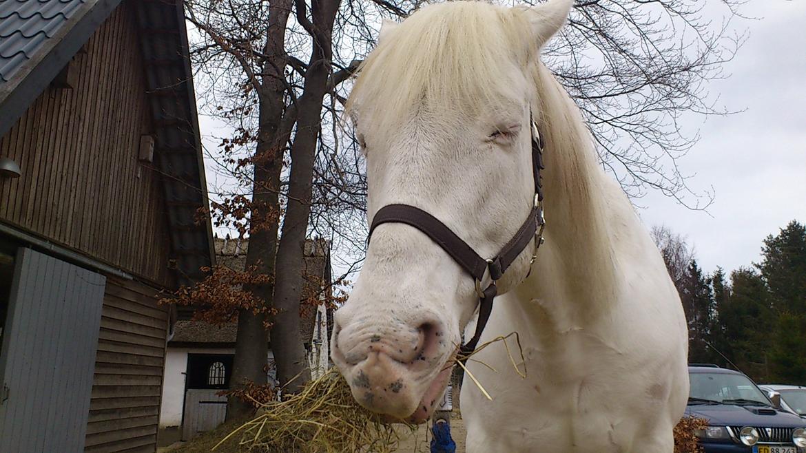 Appaloosa Artax - Mums mad :-) billede 17