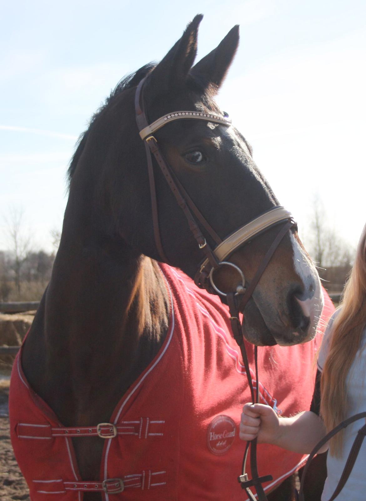 Oldenborg SUNI HEDEVANG billede 1