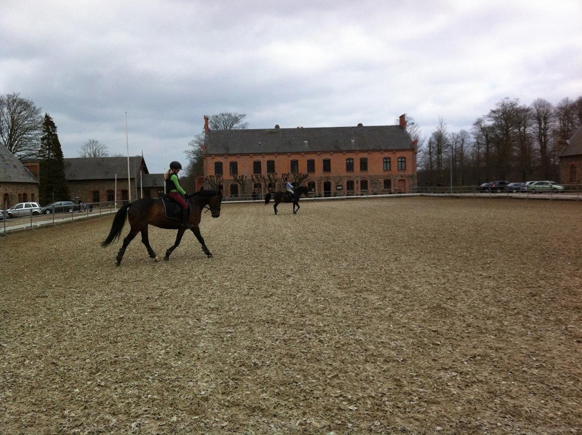 Anden særlig race Zybilla R.I.P. - 17/4-2013 billede 11