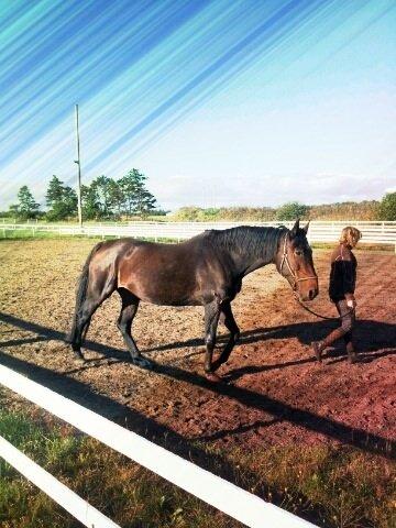Anden særlig race Vilsbæk Flicka (Himmelhest) - Flicka den gang hun stod med en syet bringe på Hodsager rideskole billede 4