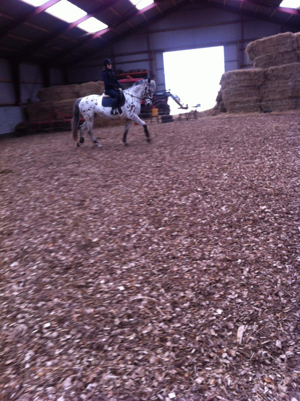 Knabstrupper Punto (Nevara Shadow) - Til springning :) billede 9