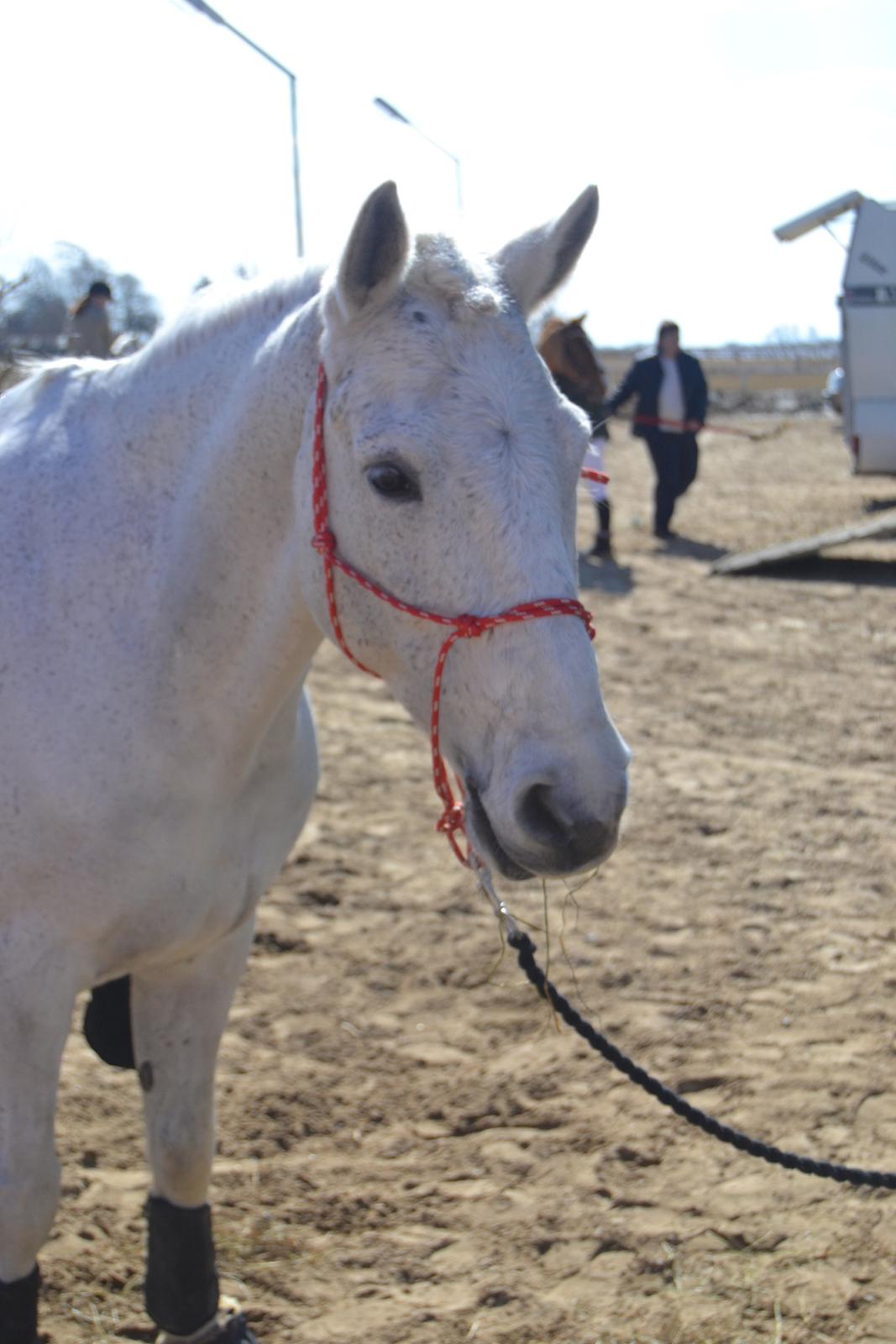 Connemara Hesselholt's Casano B-pony - Smukke pony, imellem klasserne :-) billede 19