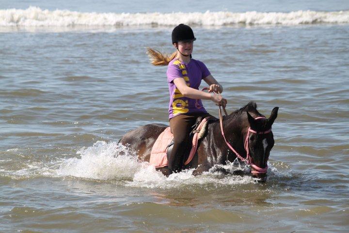 Dansk Varmblod Midor (Mulle) billede 5