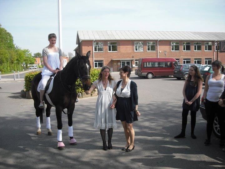 Dansk Varmblod Midor (Mulle) billede 4