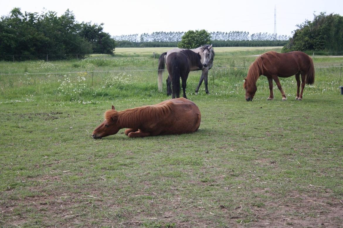 Islænder Krabbi. - Sol på makke er bage godt.. :-)  billede 16