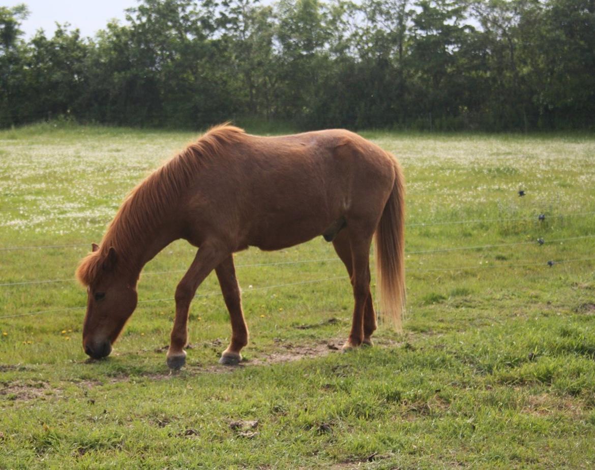Islænder Krabbi. billede 17
