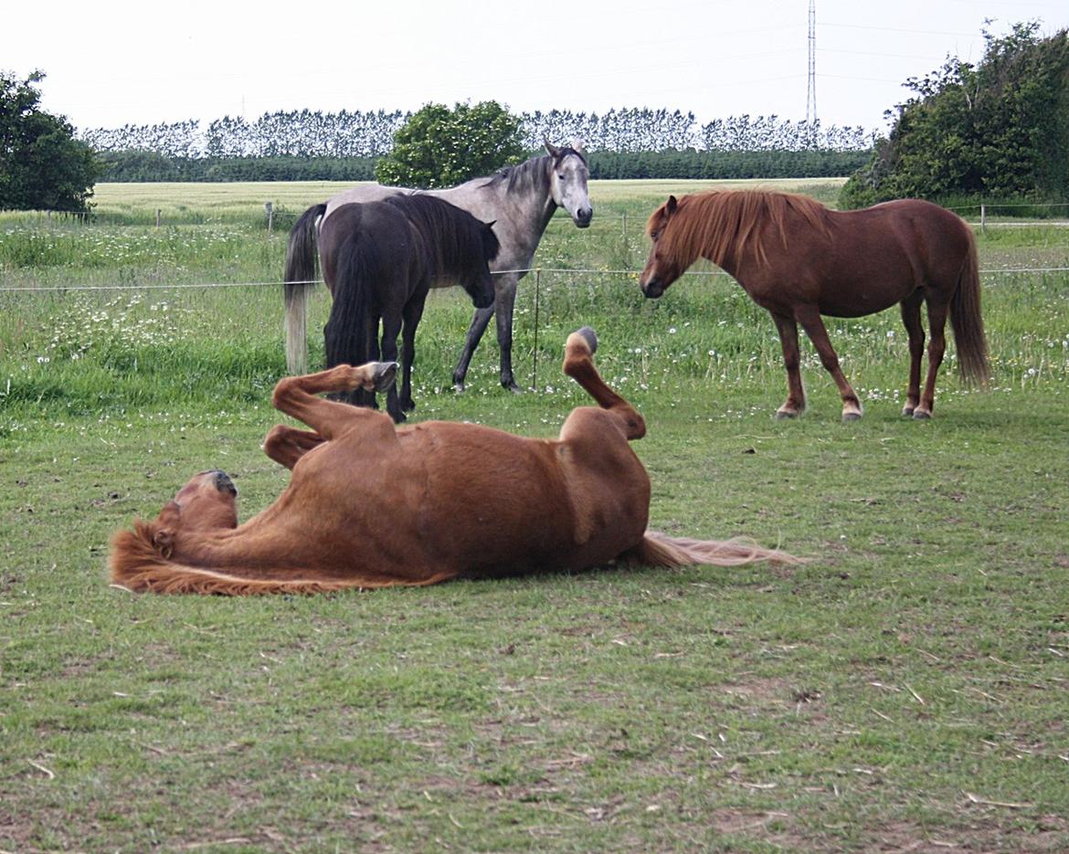 Islænder Krabbi. billede 18