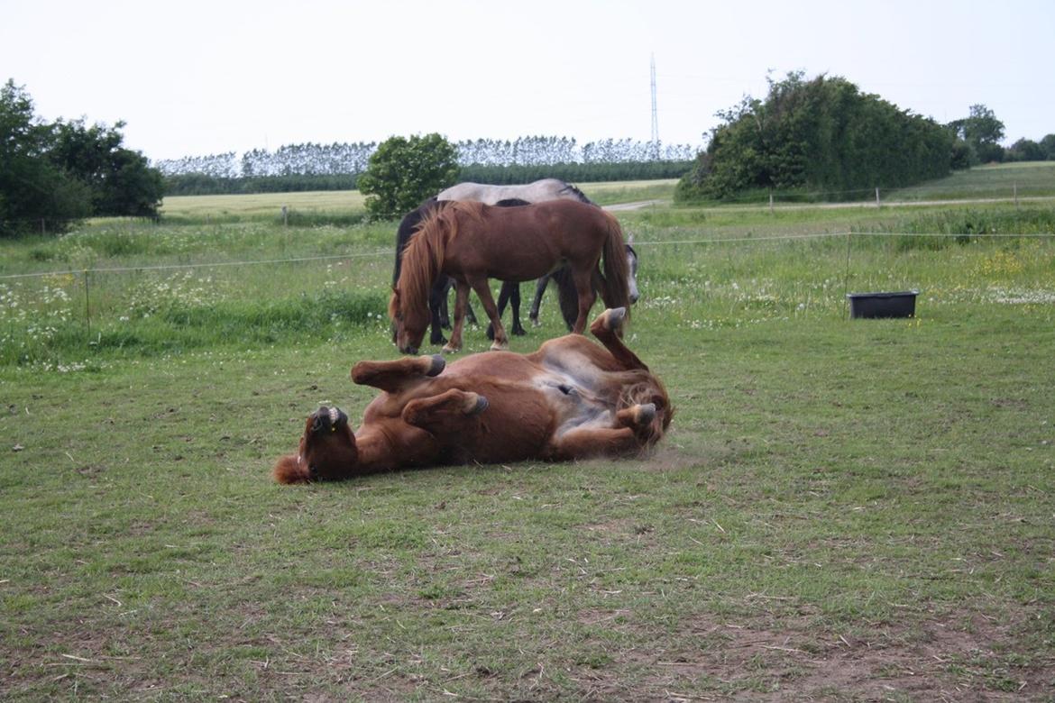 Islænder Krabbi. - Så bliver der hygget på makke. billede 19