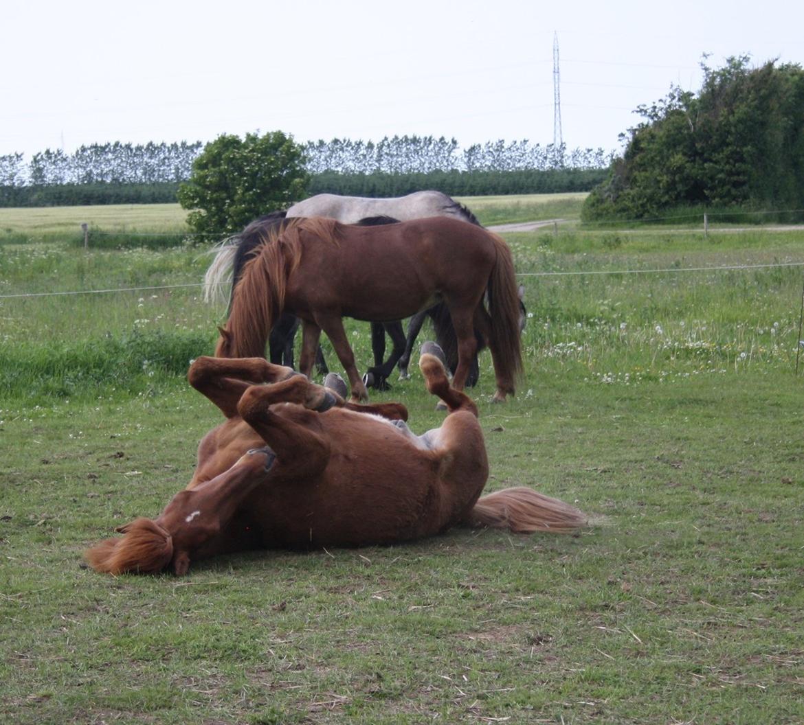 Islænder Krabbi. - Hygger i solen.. billede 20