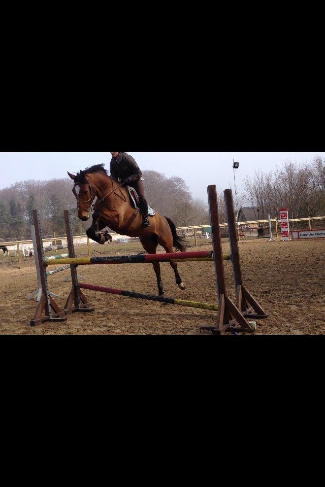 Belgisk varmblod Diablo Van Dabdijhoeve *DRØMME HESTEN* billede 15