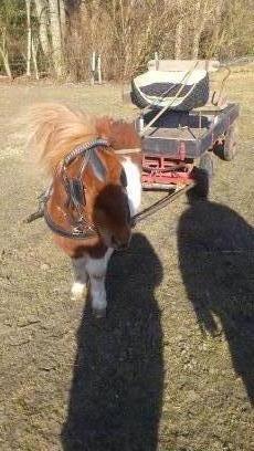Shetlænder Prins billede 14