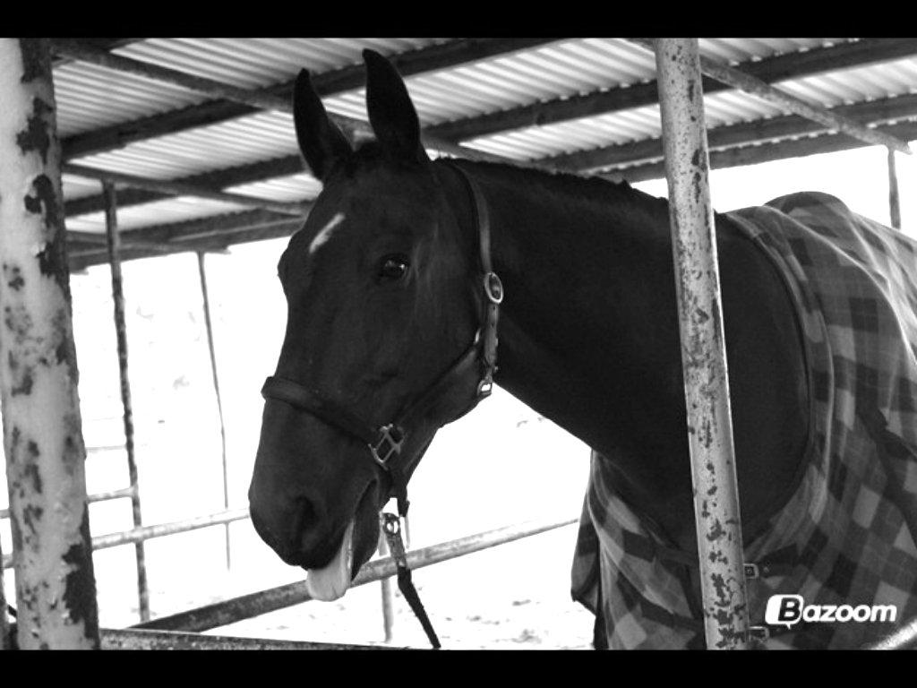 Dansk Varmblod Rainmaster (Mors hest)  - A friend as always makes you smile! <3 billede 2