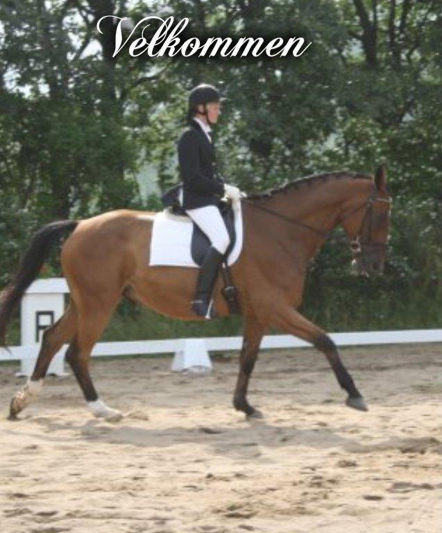 Dansk Varmblod Rainmaster (Mors hest)  - NVR C-stævne, LA1 distriktmesterskab for hold!<3 billede 1