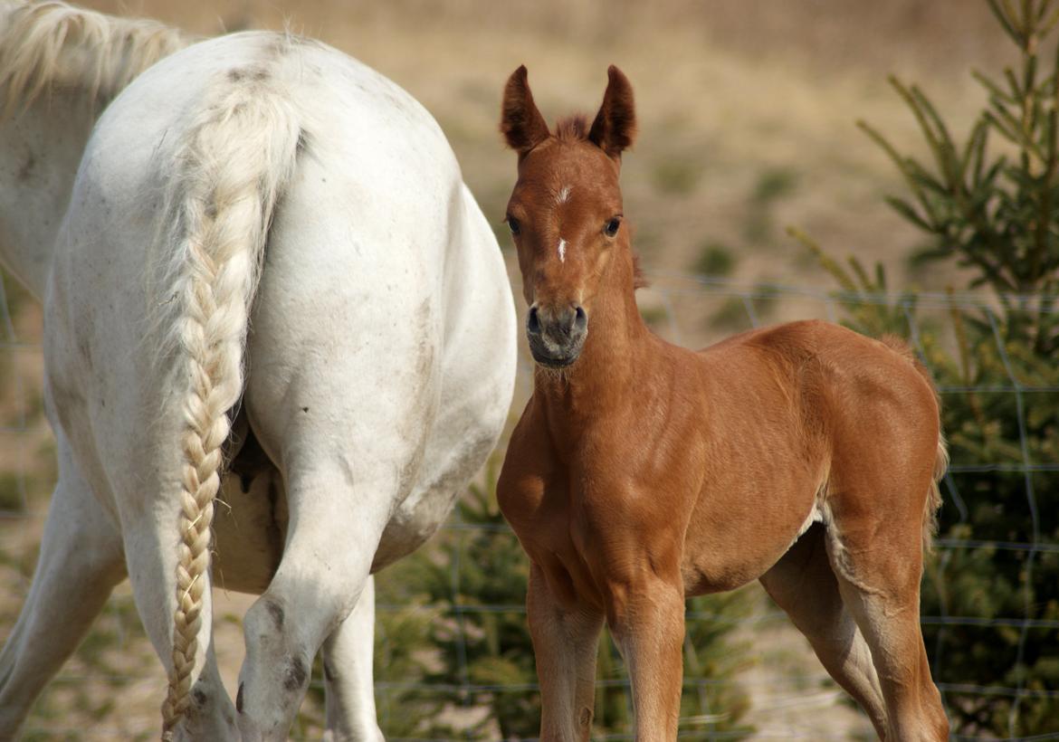 Arabisk fuldblod (OX) Esther Vildal *SOLGT* billede 3