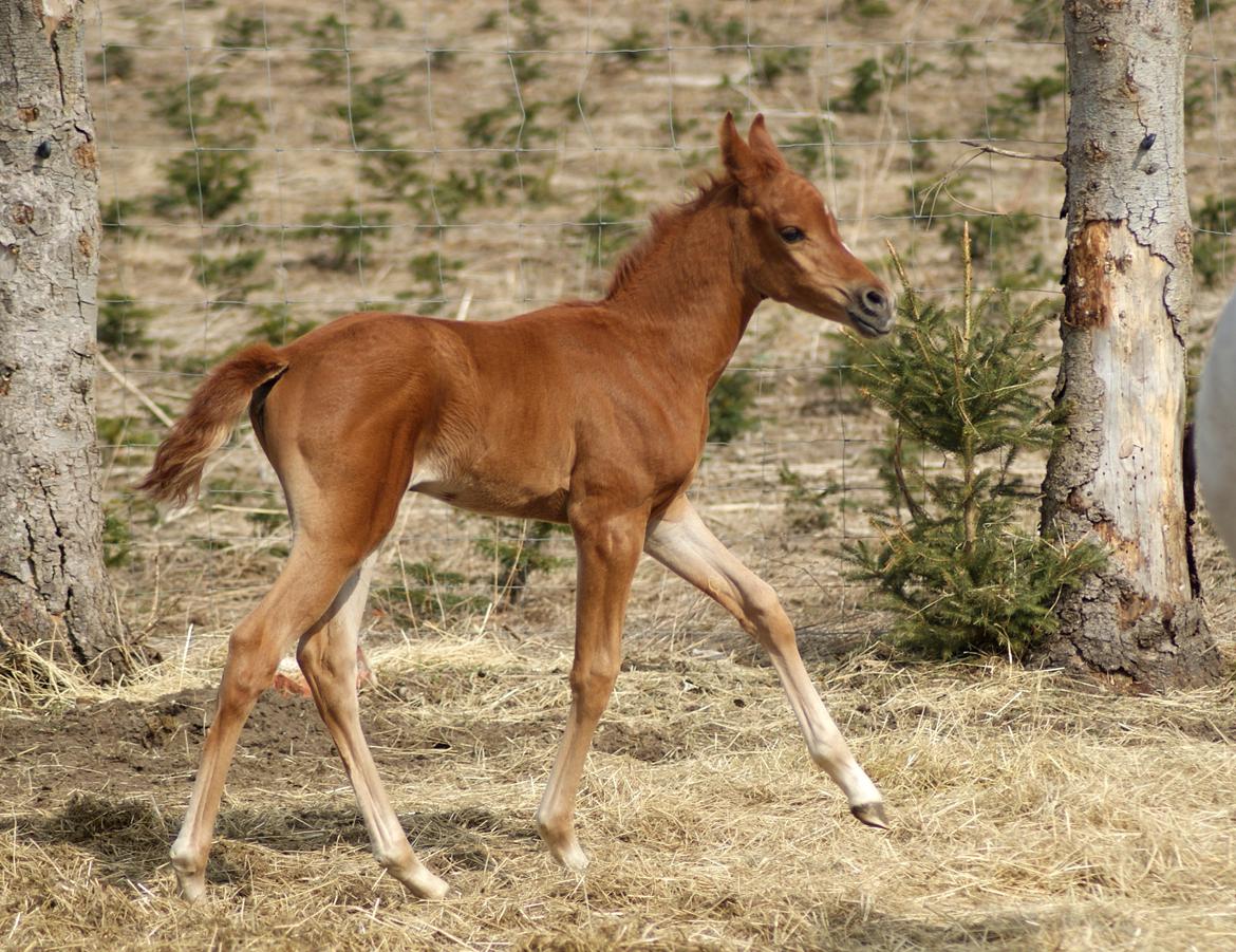 Arabisk fuldblod (OX) Esther Vildal *SOLGT* billede 5