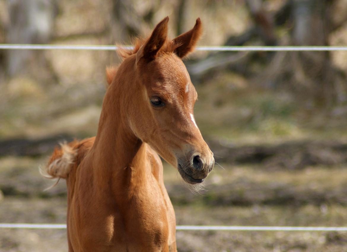Arabisk fuldblod (OX) Esther Vildal *SOLGT* billede 4