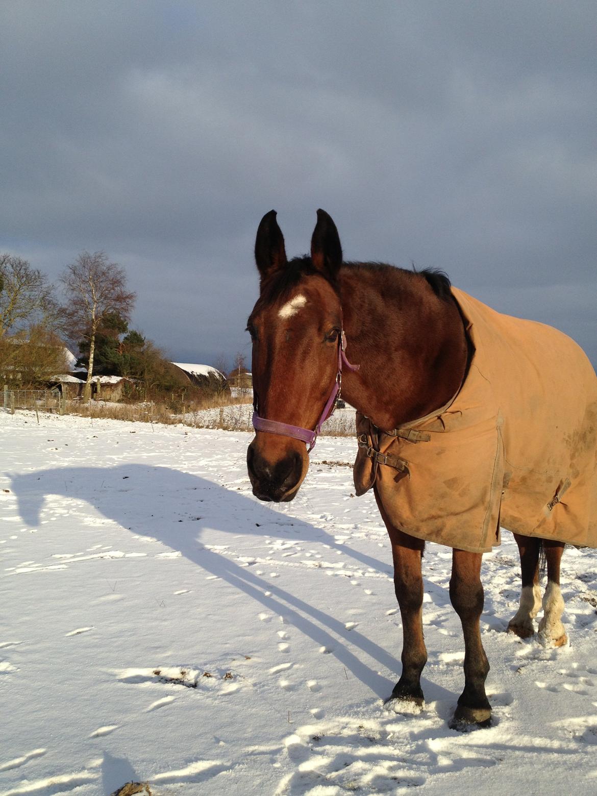 Dansk Varmblod Rainmaster (Mors hest)  billede 6