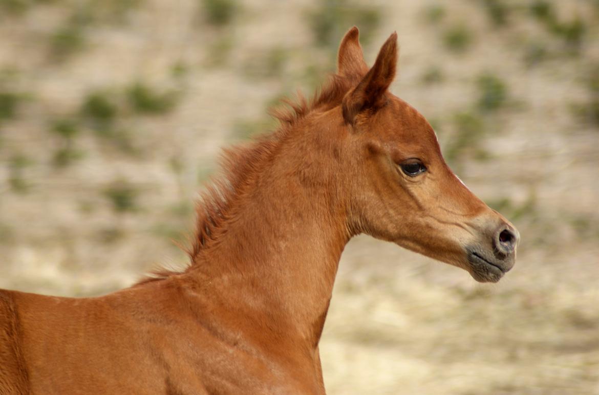 Arabisk fuldblod (OX) Esther Vildal *SOLGT* billede 1