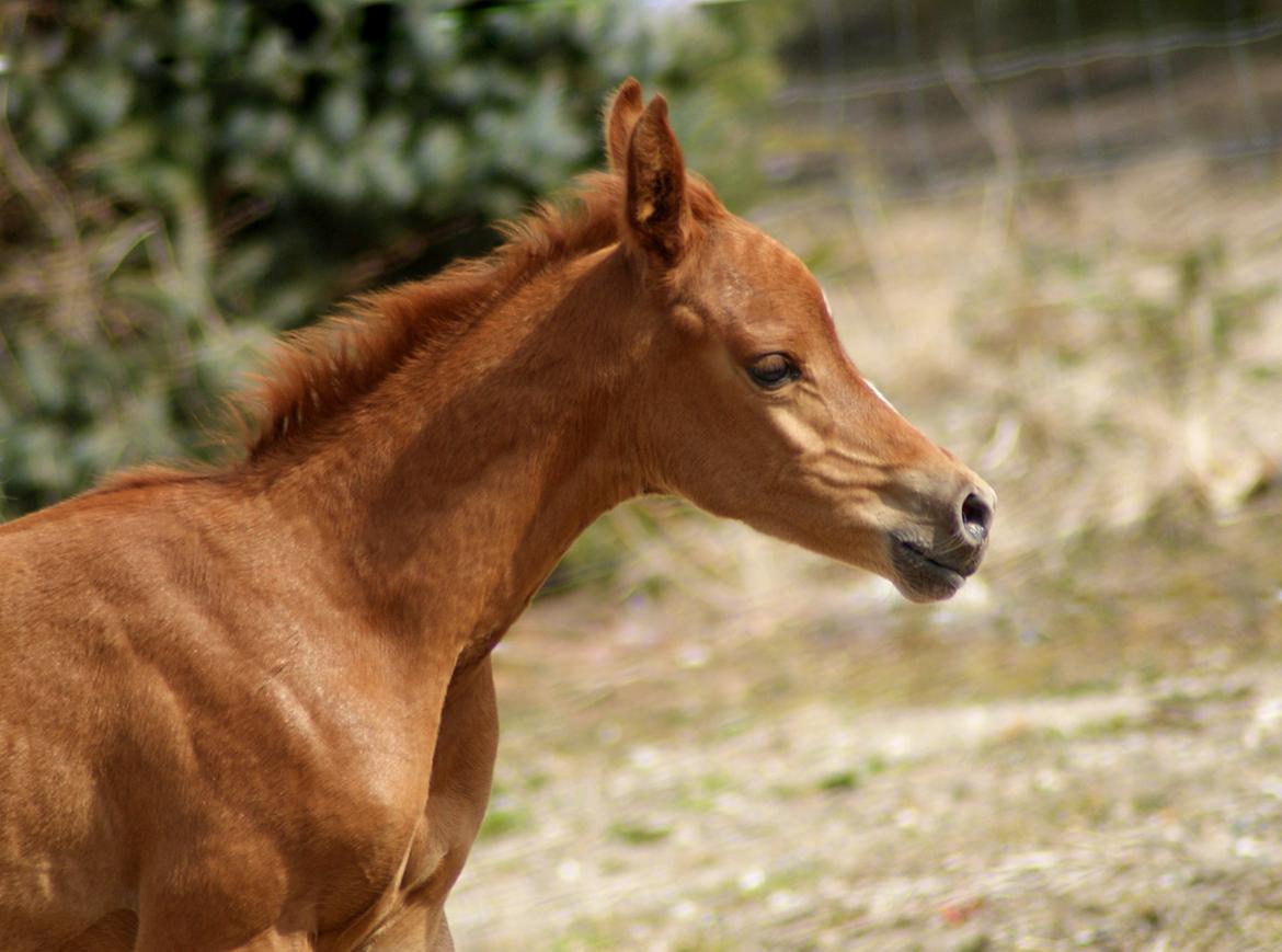 Arabisk fuldblod (OX) Esther Vildal *SOLGT* billede 6