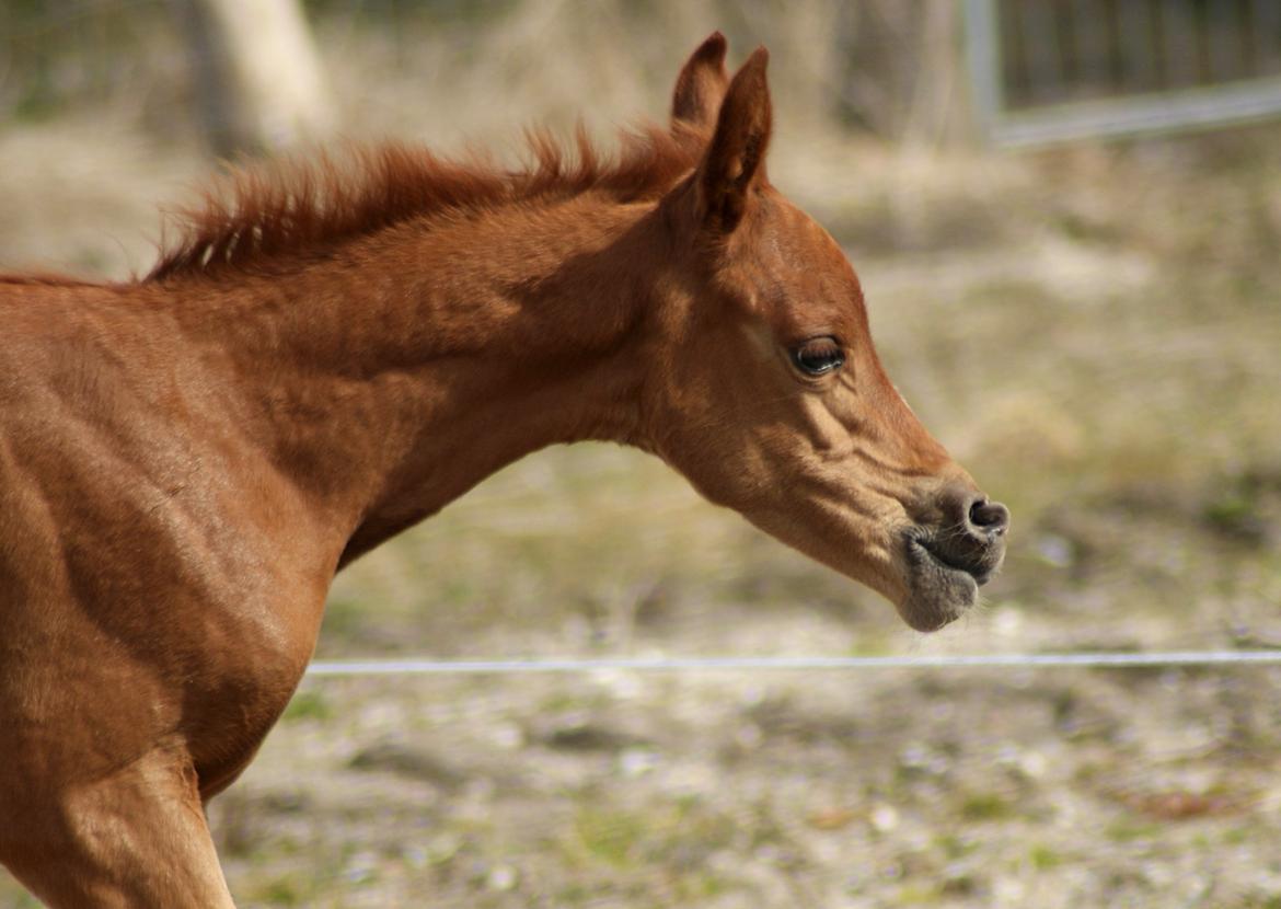 Arabisk fuldblod (OX) Esther Vildal *SOLGT* billede 2