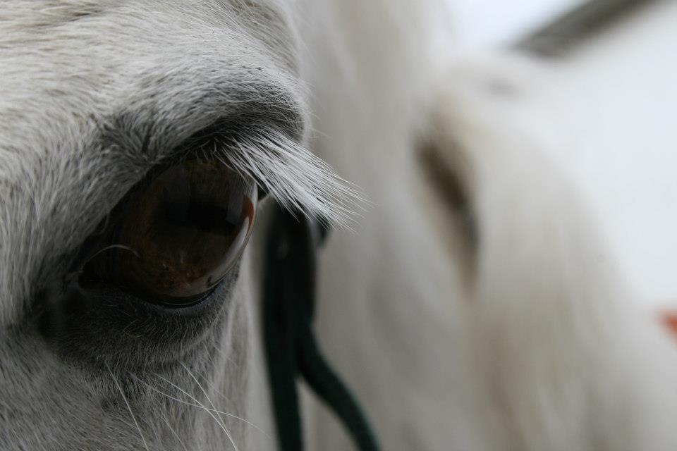 Connemara Asmindrupgårds Lorenzo<3 (passer) - Velkommen til den dejlige pony's profil 
[foto: Sarah Larsen] billede 1