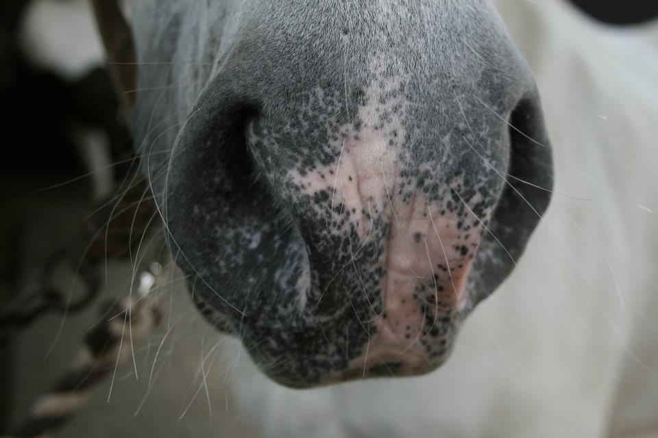 Connemara Asmindrupgårds Lorenzo<3 (passer) - en smuk mule <3 [foto: Sarah Larsen] billede 2