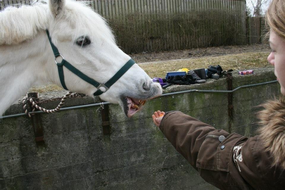 Connemara Asmindrupgårds Lorenzo<3 (passer) - mad glade pony! :-D billede 15
