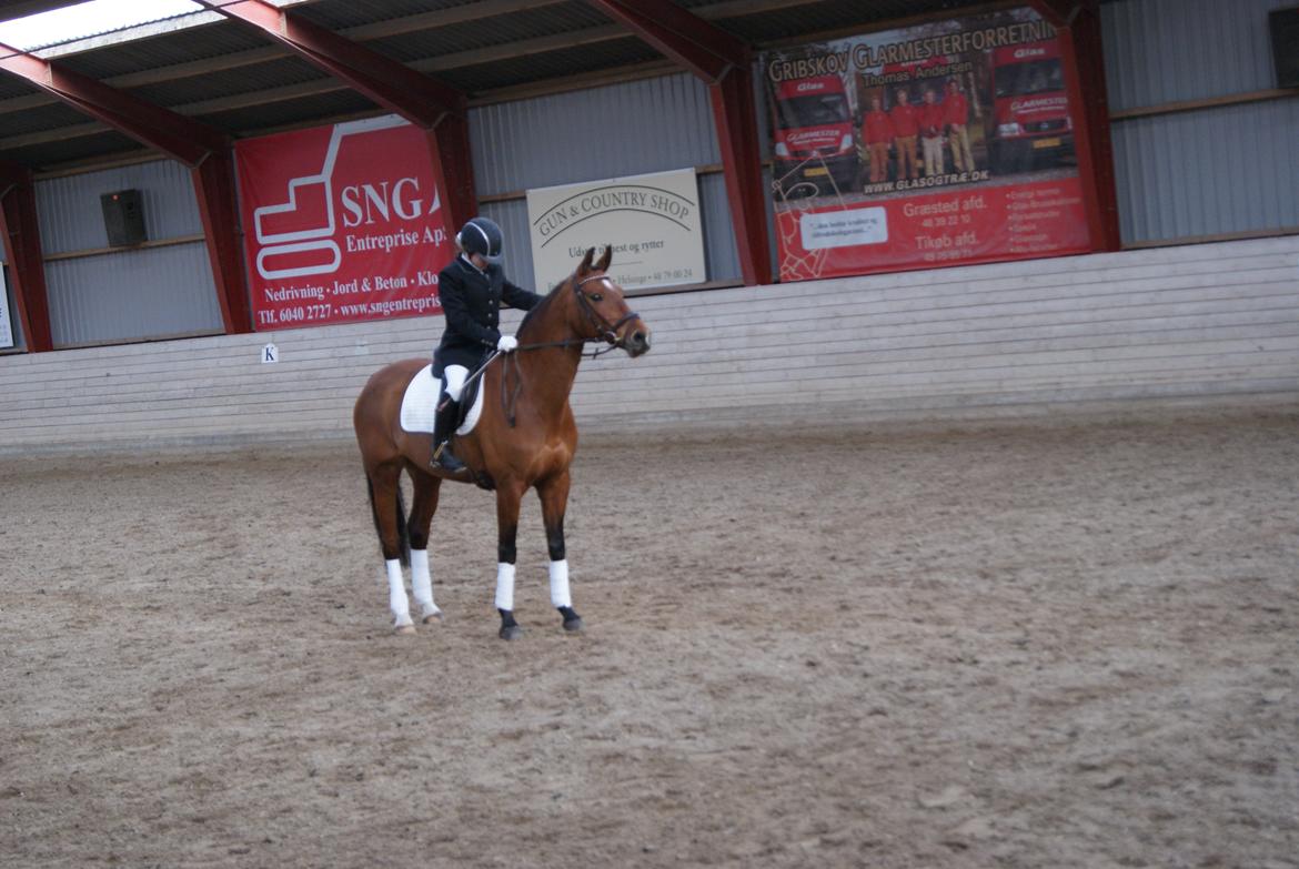 Dansk Varmblod Alexis - første stævne sammen  billede 3