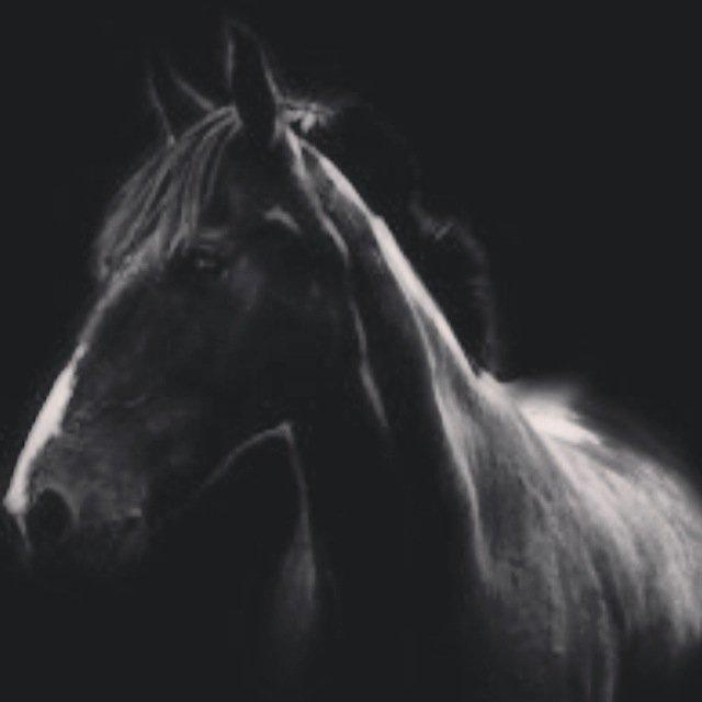 Anden særlig race SANTANA billede 3