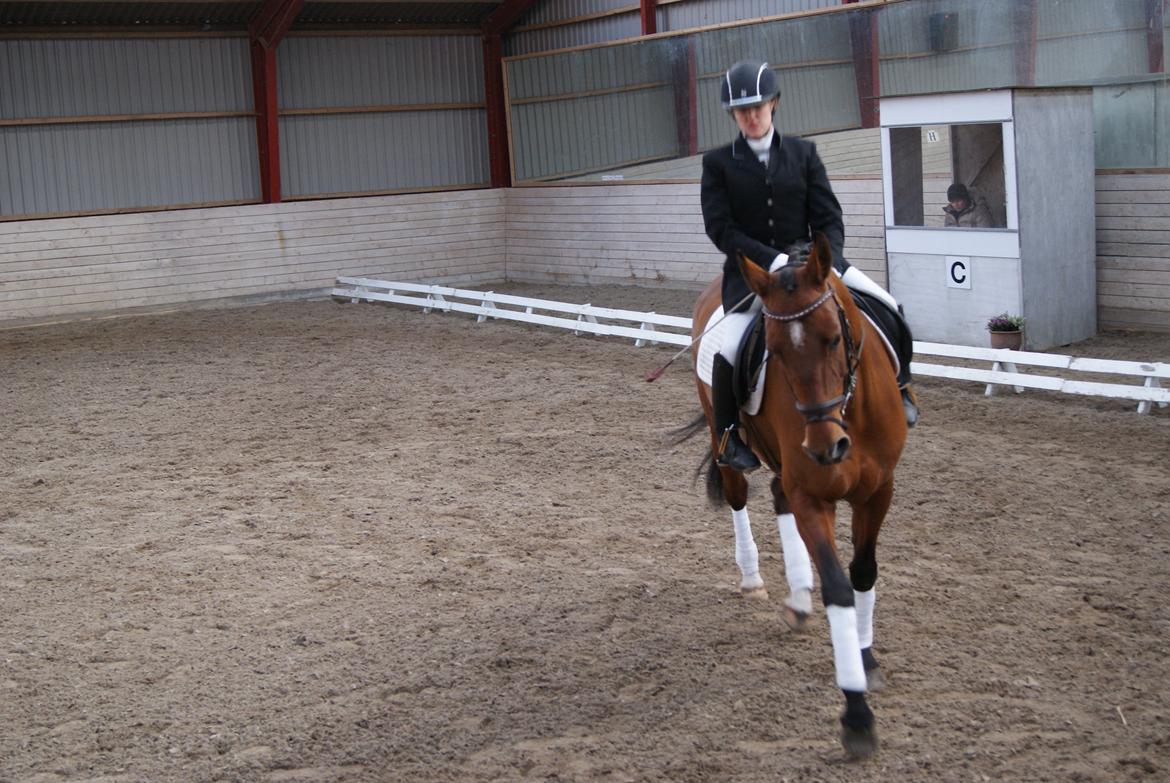 Dansk Varmblod Alexis - første stævne sammen GBR
 billede 5