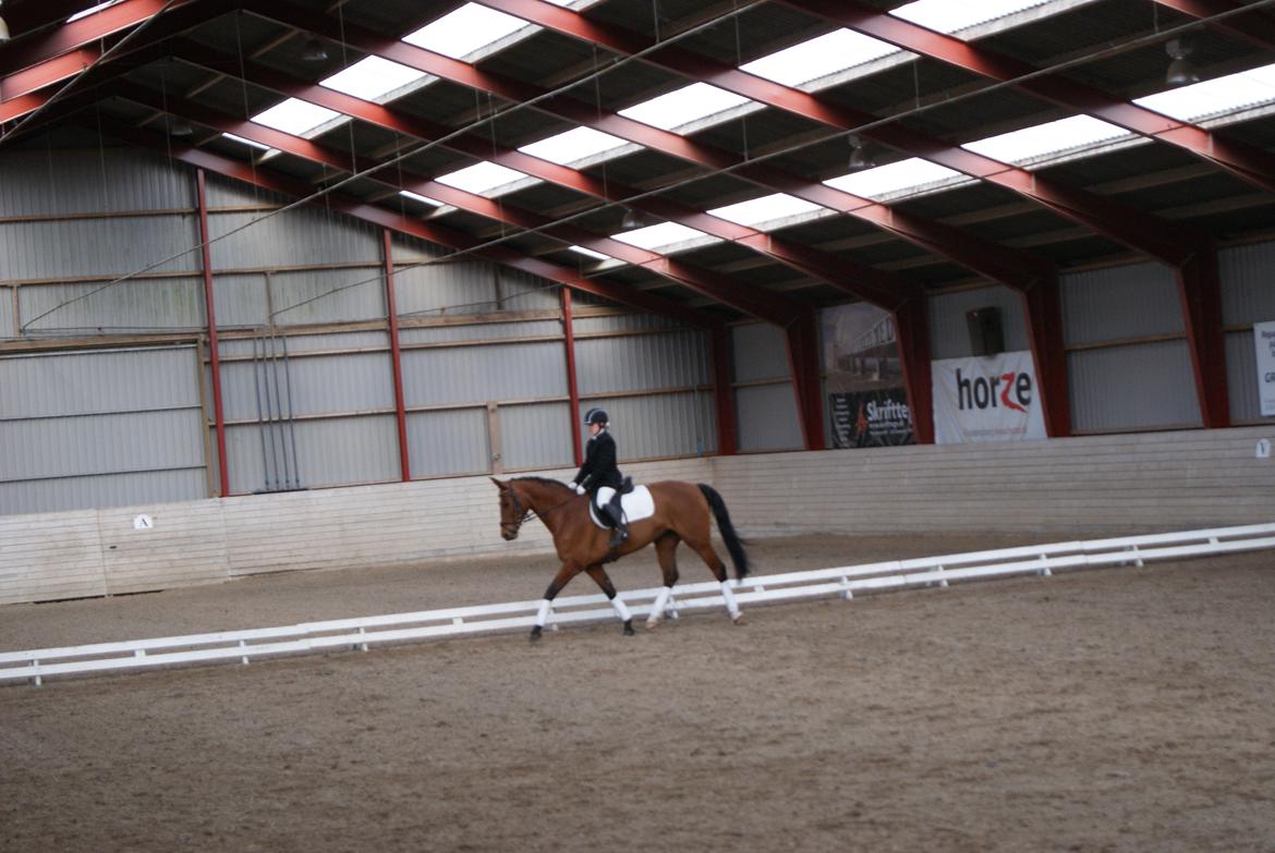 Dansk Varmblod Alexis - første stævne sammen GBR
 billede 10