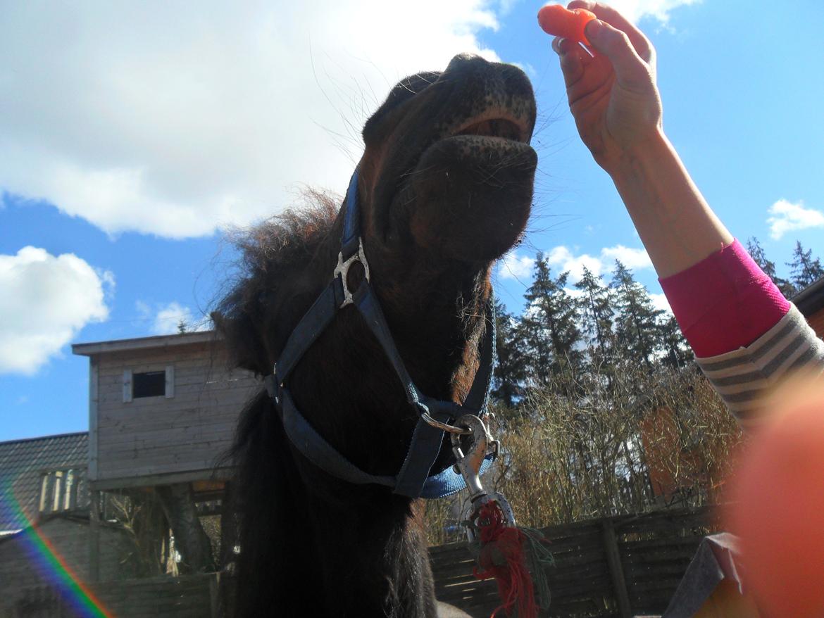 Welsh Cob (sec D) Stallone  - Haha! Smile!- billede 8