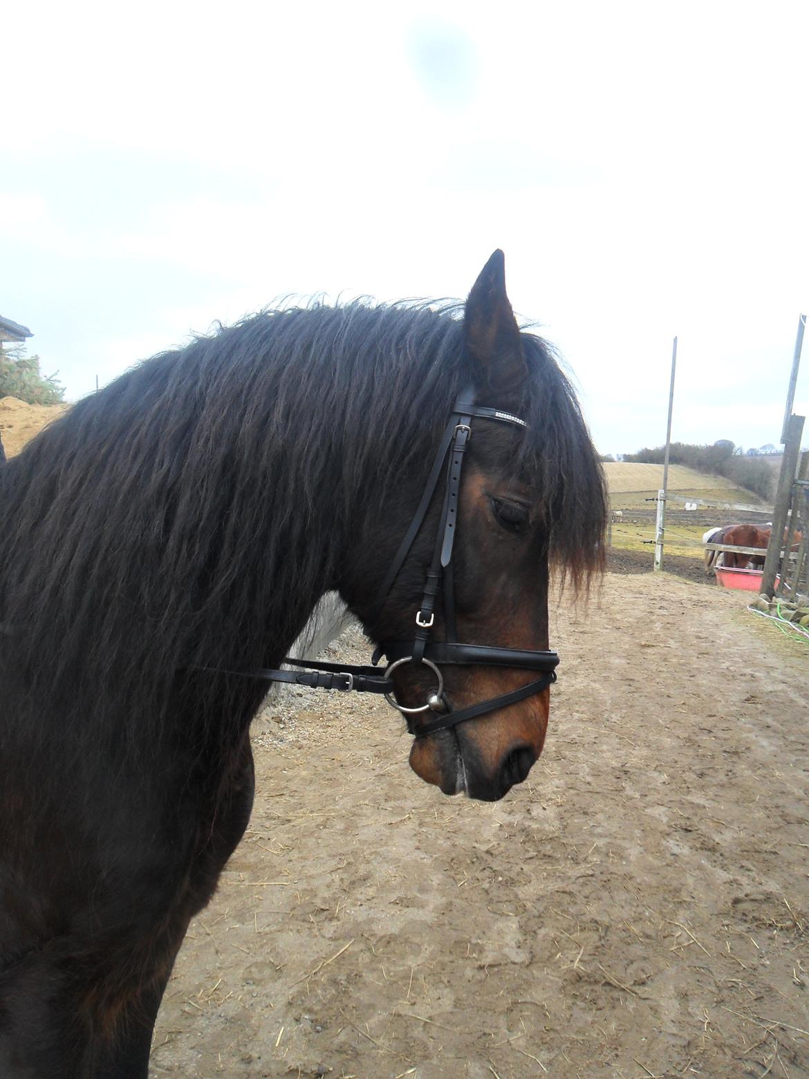 Welsh Cob (sec D) Stallone  - Flotte fyr!!<3 billede 5