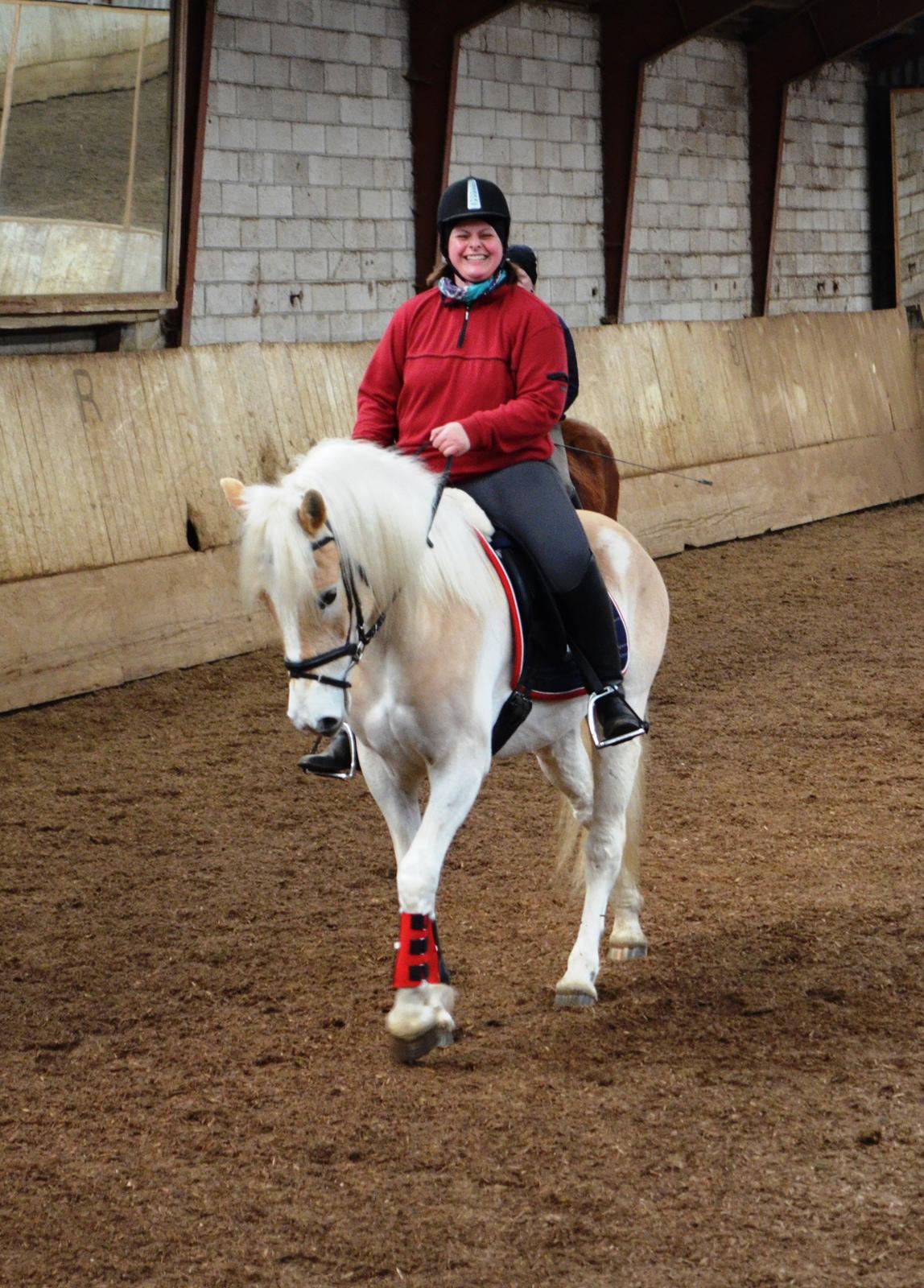 Tyroler Haflinger Anthony's Apollo billede 20