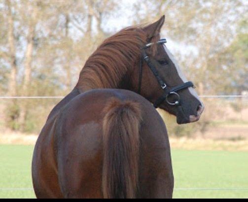 Pinto Hejninges Herkules billede 3