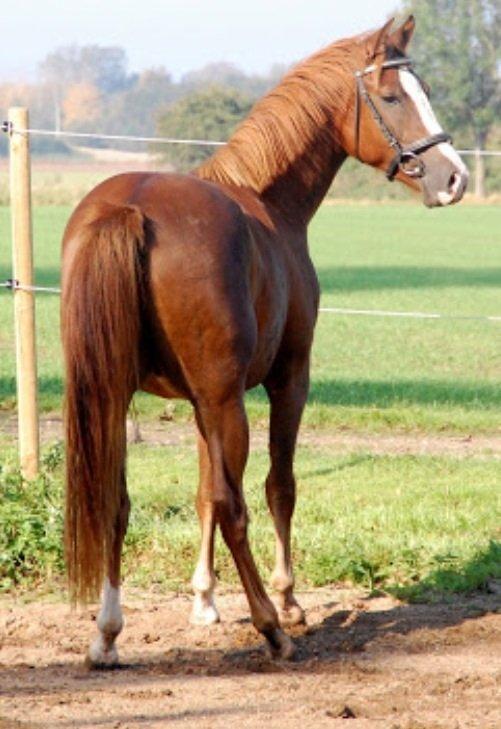 Pinto Hejninges Herkules billede 4