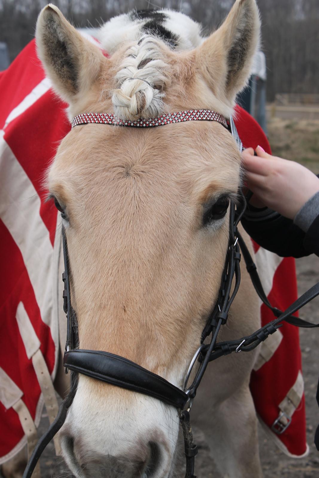 Fjordhest skovvangs sallie. billede 1