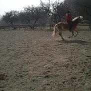 Haflinger Charming Cilla<3