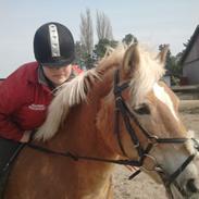 Haflinger Charming Cilla<3