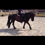 Islænder Gæfa fra Hejelte