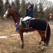 Anglo Araber (AA) Viper