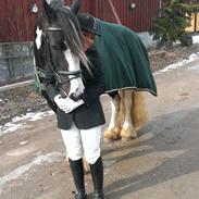 Irish Cob Duke 