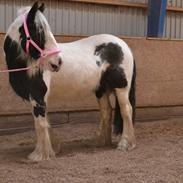 Irish Cob Stardust van hippolacta