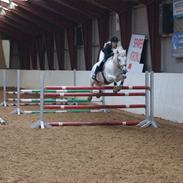 Anden særlig race Sleipner (Bamse)