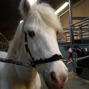 Anden særlig race Kvik