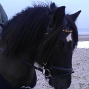 Koldblodstraver Frysning