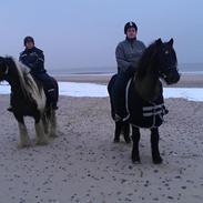 Koldblodstraver Frysning