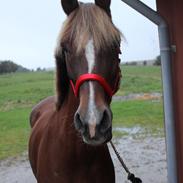 Hollandsk Sportspony jasmijn hoeves ginger mit et og alt