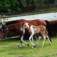 Anden særlig race Jell-O Diamond [Flødebolle]